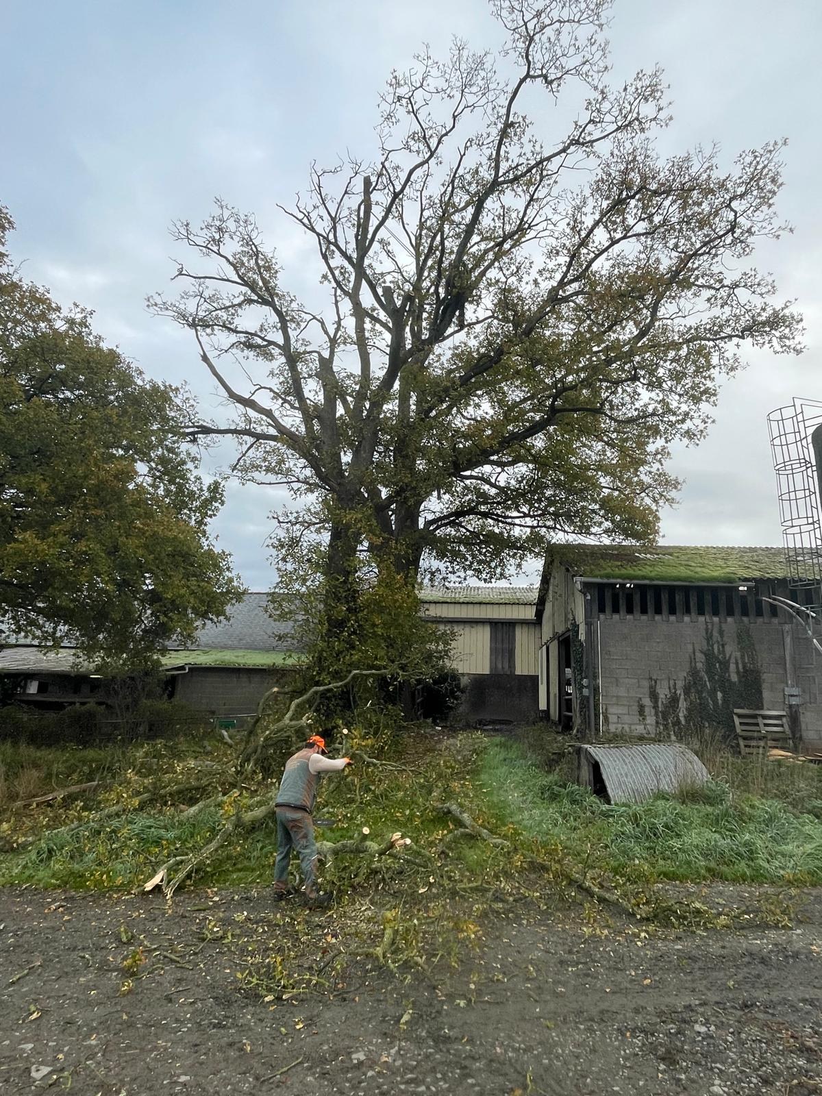 Élagage en hauteur