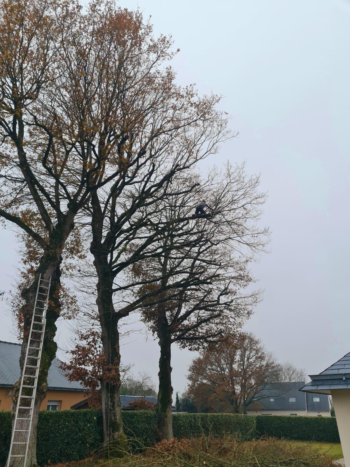 Travail en grimpe